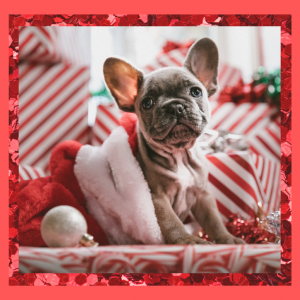 puppy in santa clause hat